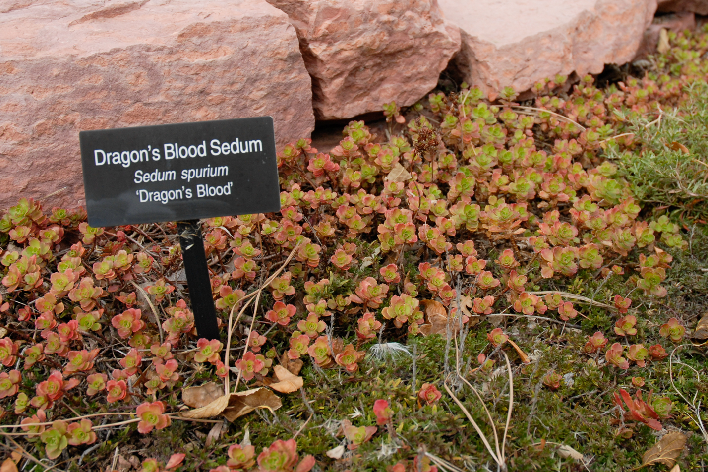 Dragon's Blood Sedum